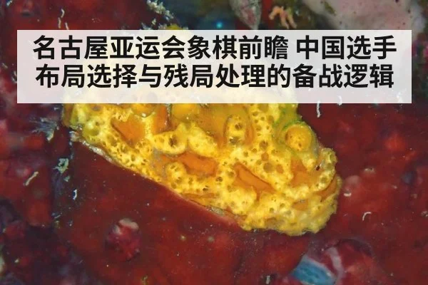名古屋亚运会象棋前瞻 中国选手布局选择与残局处理的备战逻辑